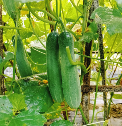 6월 텃밭 작물 추천 오이