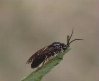 홍가슴루리등에잎벌