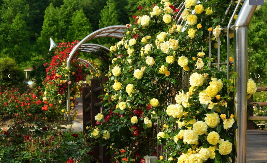 축구장·전망대까지! 평림댐 장미공원, 온 가족 힐링 공간!