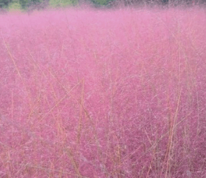 가을여행 단풍 기차여행 추천