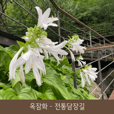 화담숲 예약 (ft. 할인 정보)