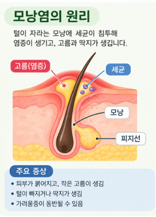 강아지 모낭염 원인과 치료법|피부 뾰루지·고름·털 빠짐 증상 알아보기