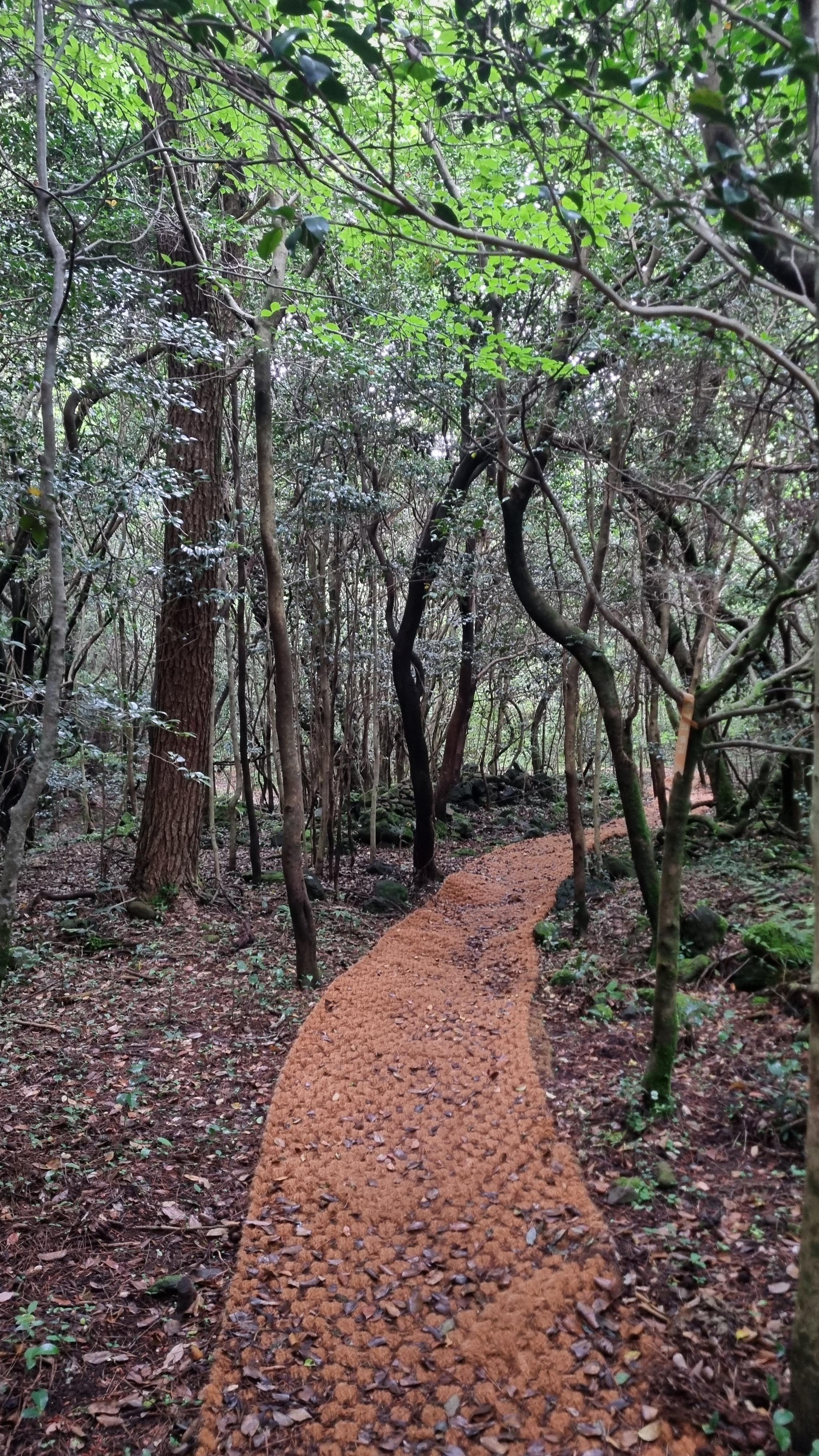 제주 추억의 숲길