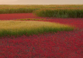 여행-순천-갈대밭