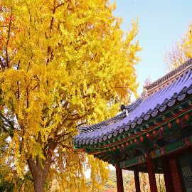 홍천은행나무숲-단풍명소