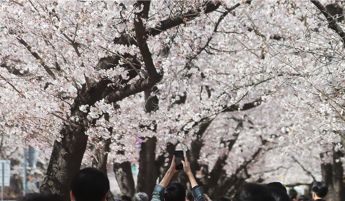 2025 전국 벚꽃 명소 서울부터 제주까지 추천