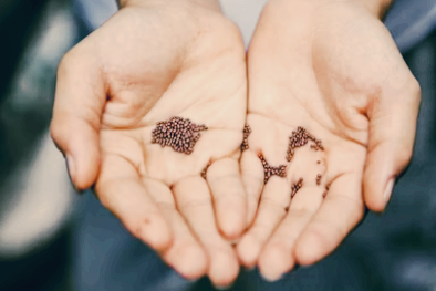 비오틴 많은 음식 