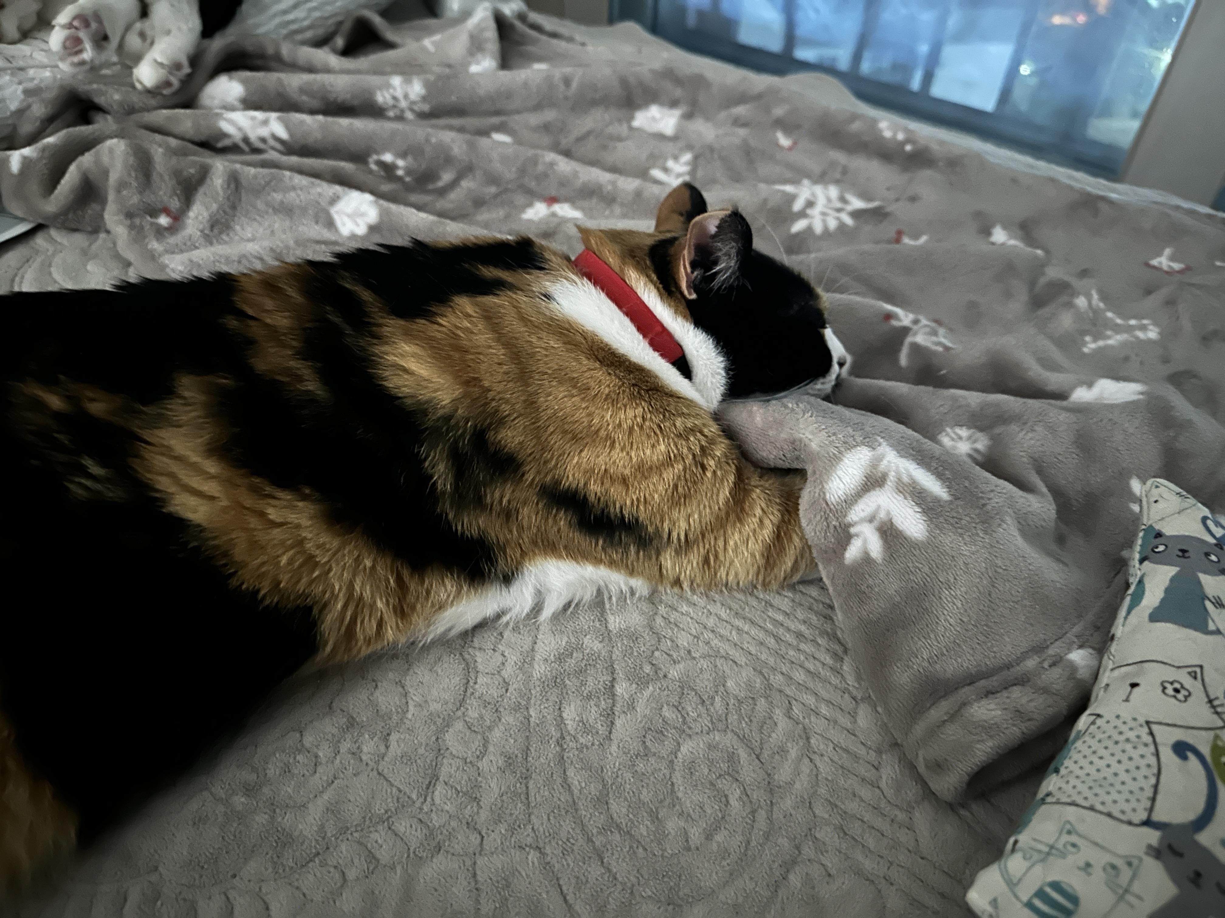 고양이 앞발 찜질은 전염되는 것인가! (feat. 다다, 루나)