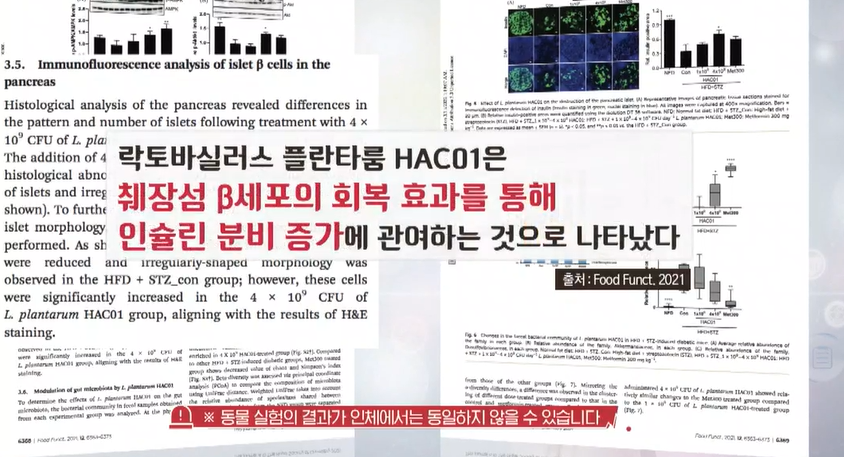 혈당유산균 효능