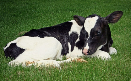 소꿈 상황별 해몽