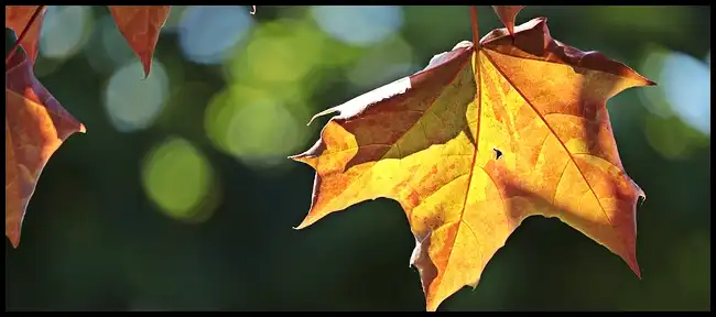 내장산 케이블카 예약방법, 요금, 주차장 정보 (+ 산행코스 )