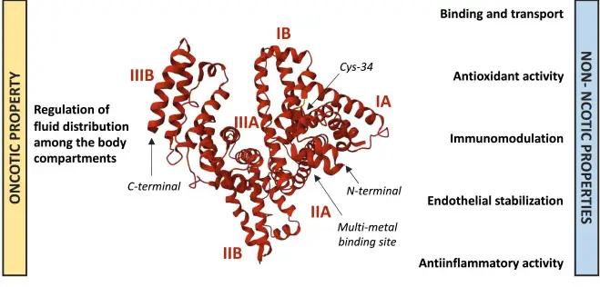 알부민 치료의 임상적 효능과 적절한 사용: 효과와 무익함