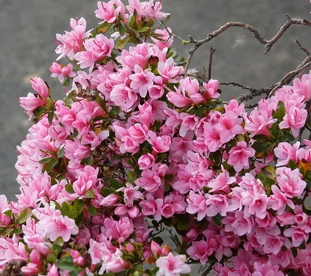 닷사이23 면세 가격 일본 구매 후기 완벽 쇼핑 가이드_9