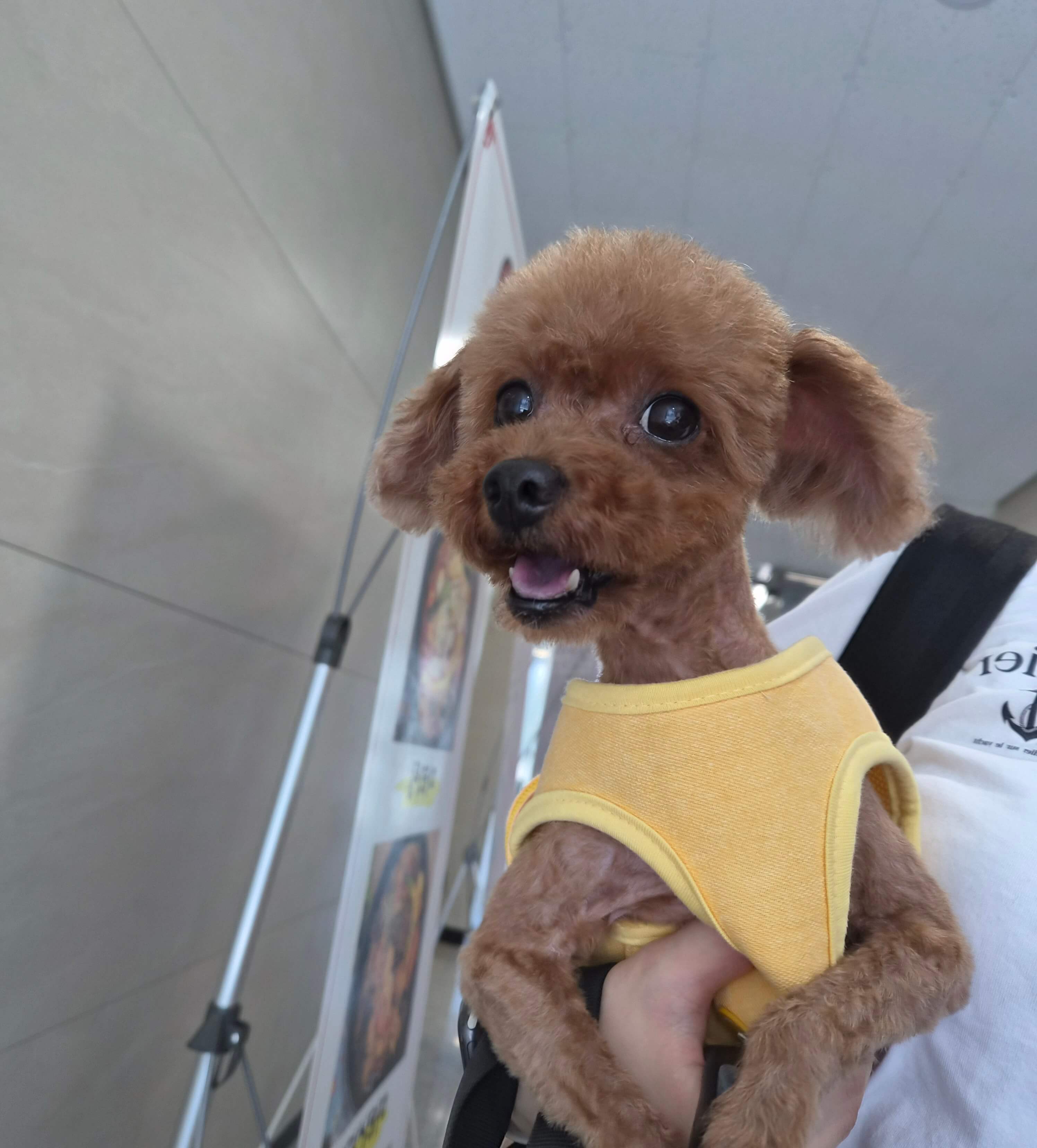 푸들 특징 총정리