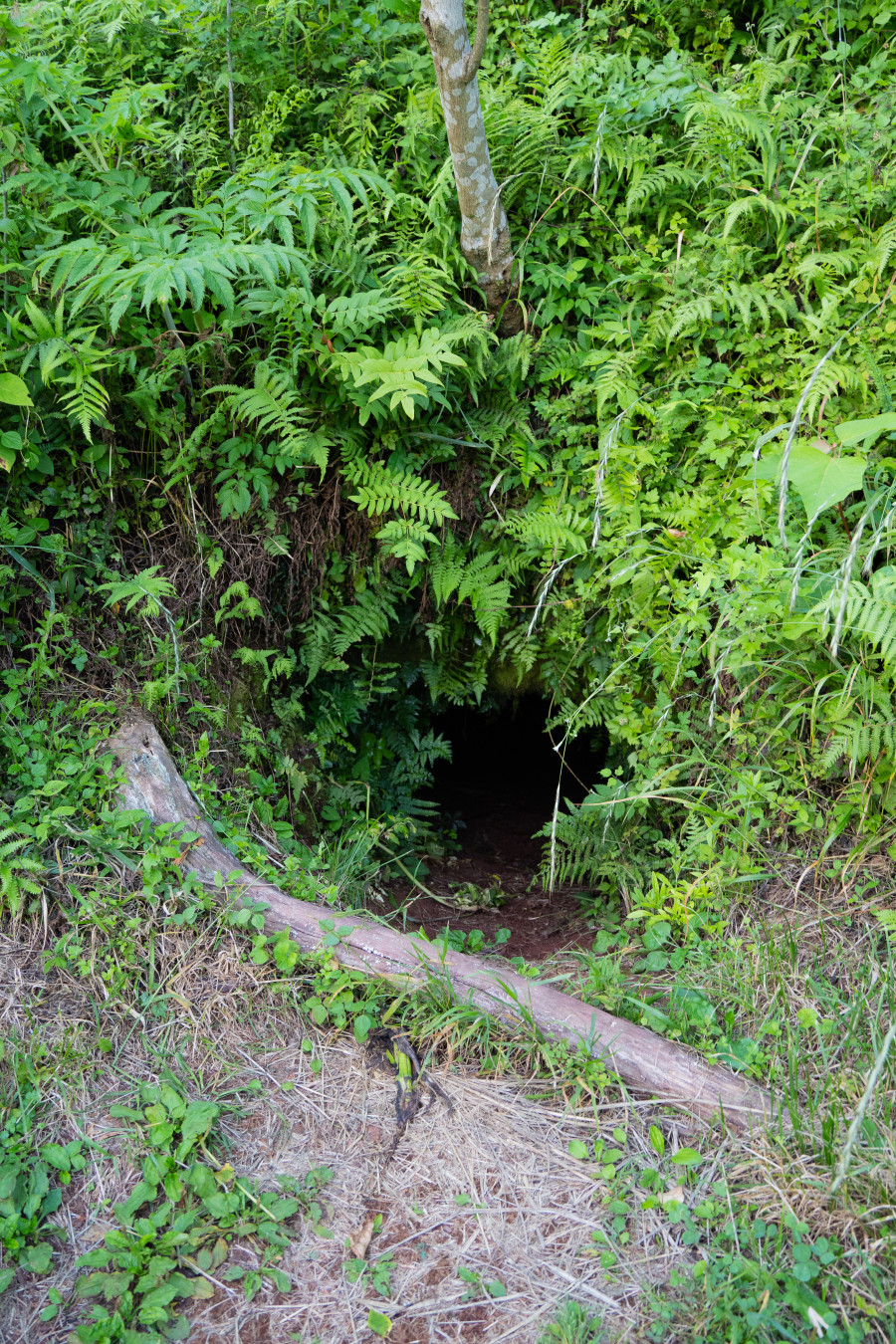군산 오름 진지동굴