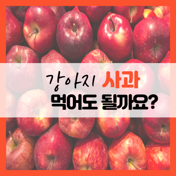 강아지_사과