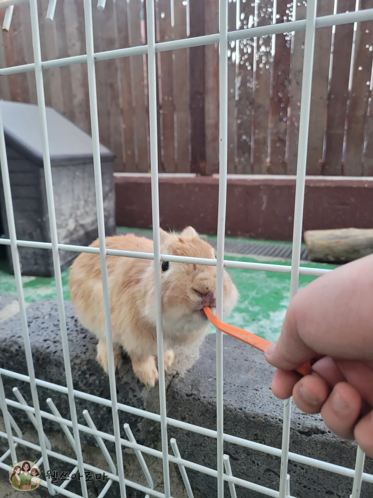 사하구-카페시온-지하1층-당근받아먹는토끼