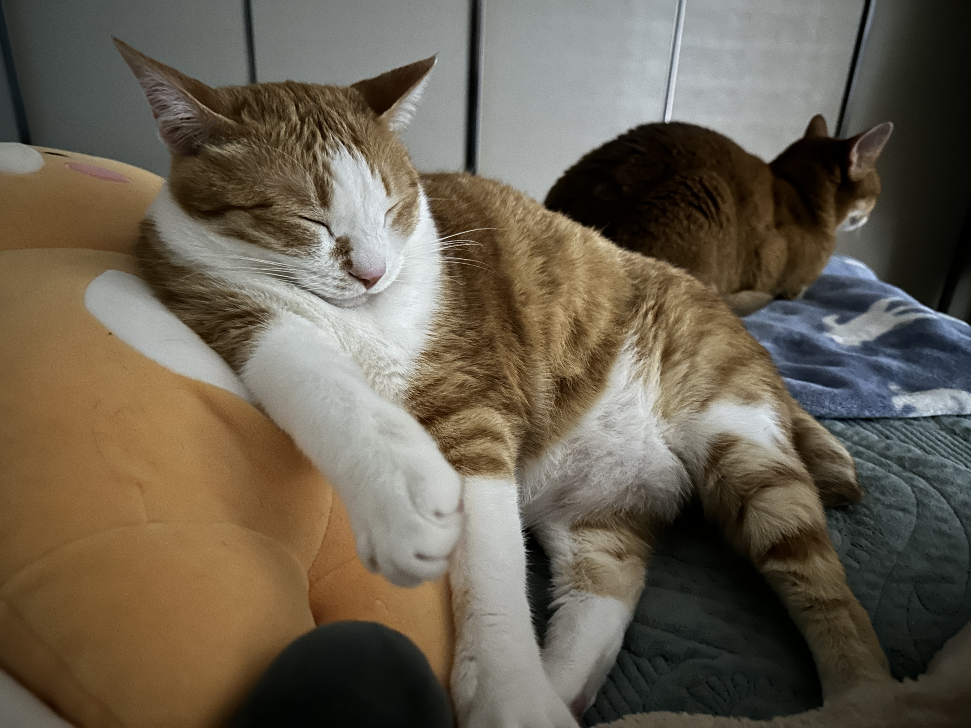 재밌는_포즈로_인형에_기대서_자는_치즈냥이_호야