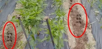 비료 주는 시기 기비 추비 요소 인산 가리 엽면시비_5