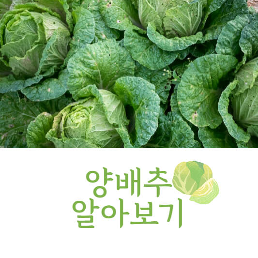 양배추