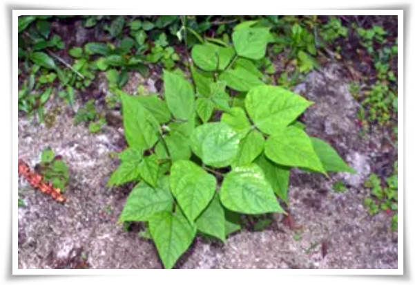 텃밭 "5월, 강낭콩 심으세요!" 콩알 콩알 재미가 톡톡, 쑥쑥 자라는 기쁨!