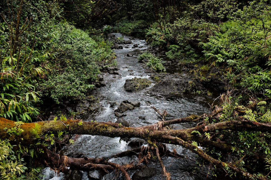 Stream