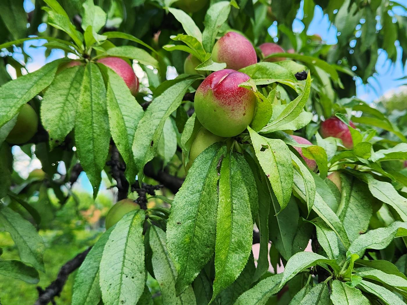 복사나무(복숭아나무)