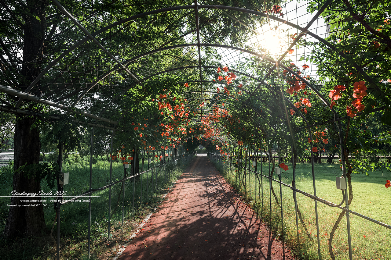 #청주 #오송 #호수공원 #오송호수공원 #능소화