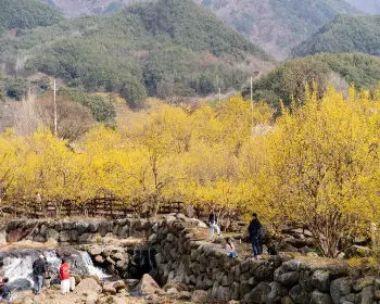 구례 산수유축제_20