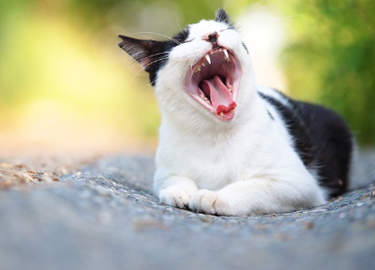 하품을 하는 고양이.