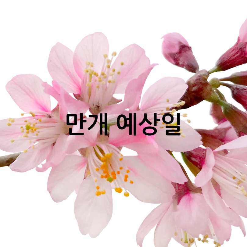 2025년 벚꽃 개화 시기 및 전국 명소