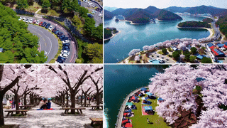 전국 벚꽃 명소와 꽃놀이 팁