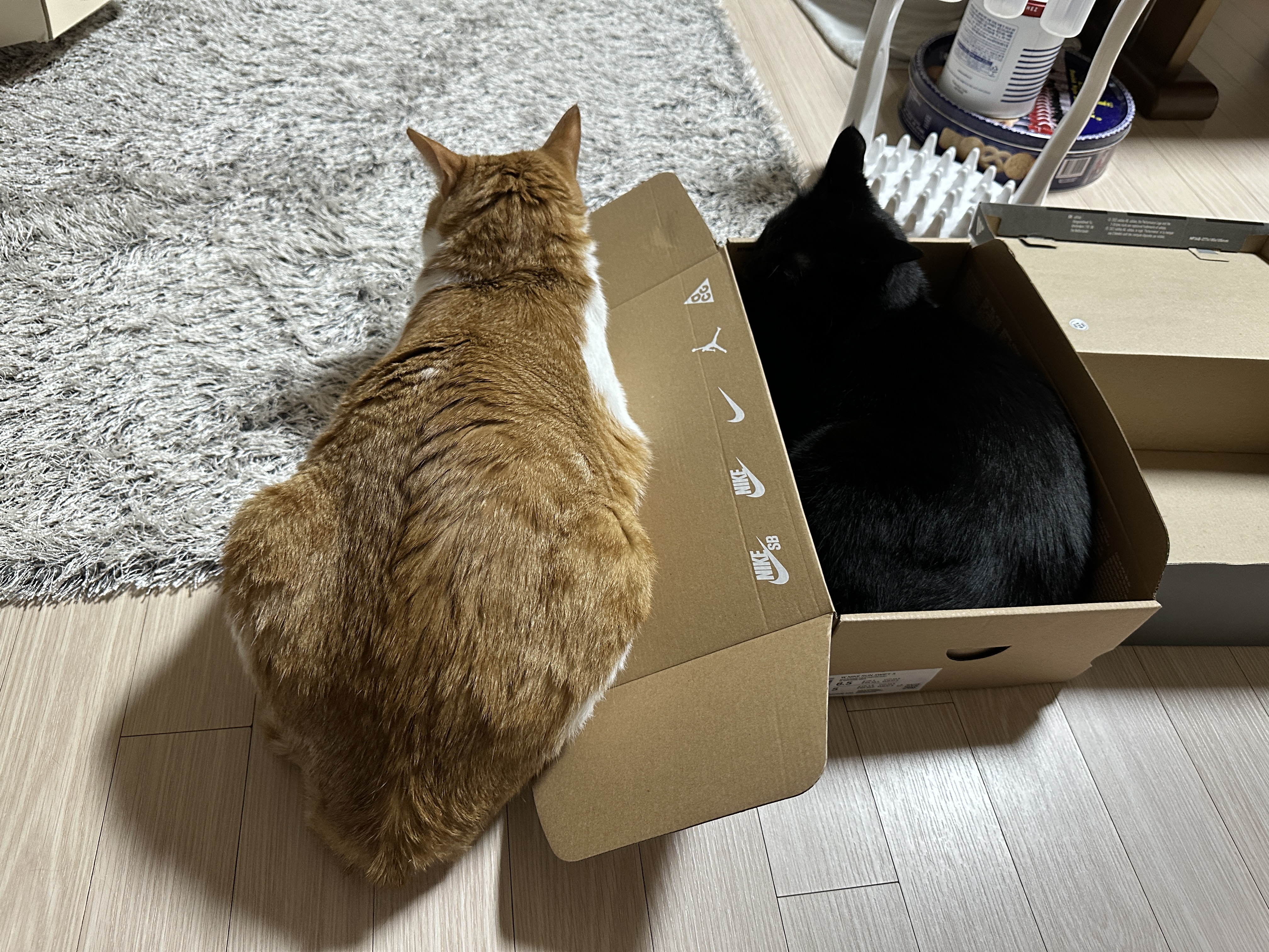 나이키-vs-아디다스!-건이의-선택을-받은-박스는?!-(feat.-막둥이,-호야,-요미)