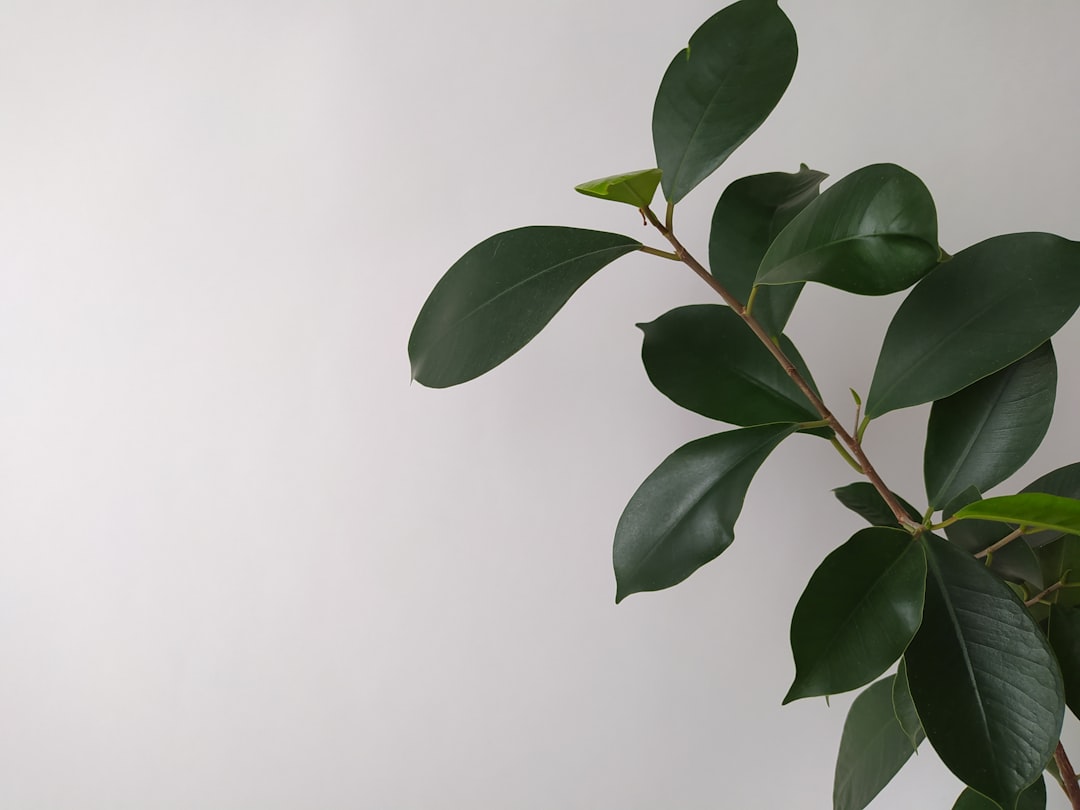 Ficus
