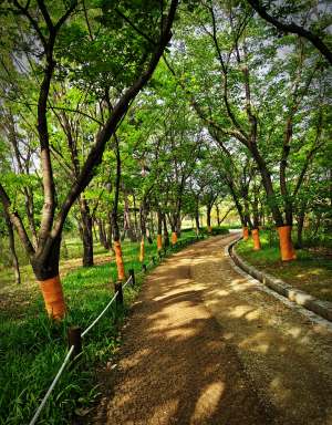 대전 한밭수목원의 봄풍경