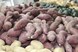 고구마 보관방법