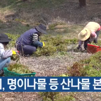 명이나물 재배법