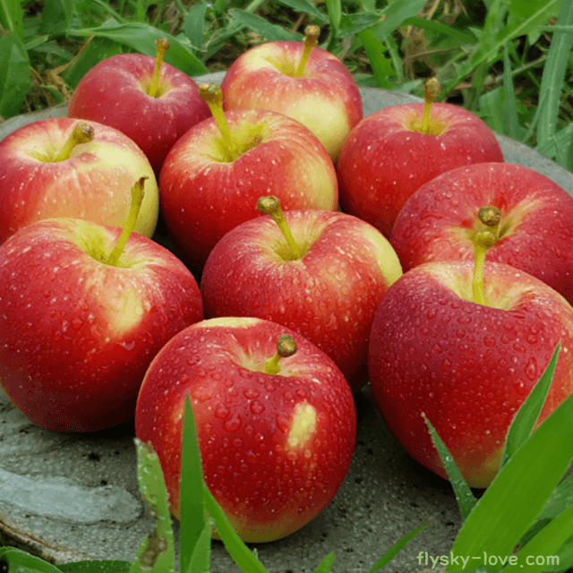 미니사과 (루비에스) 효능