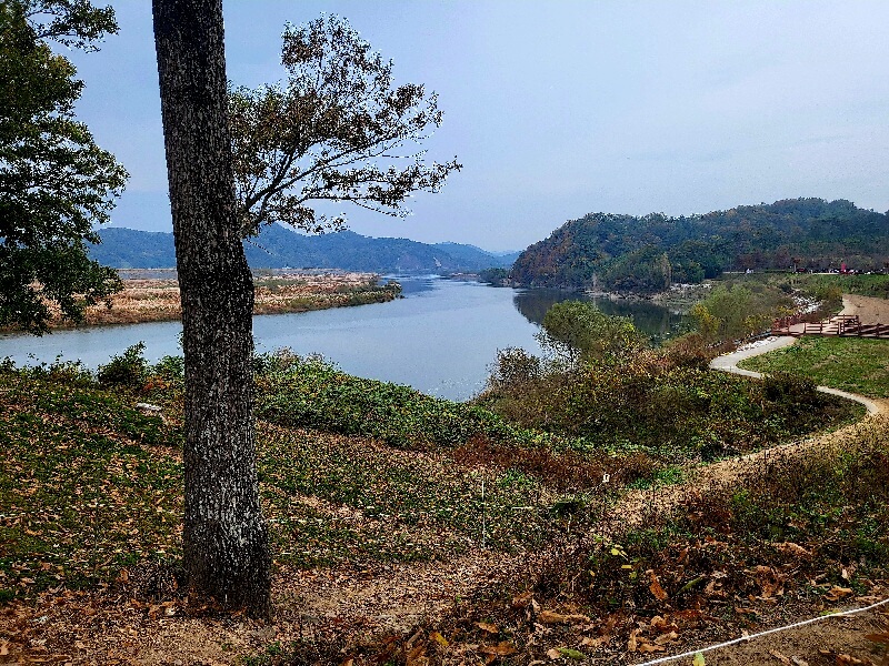 함안 악양생태공원 핑크뮬리