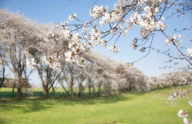 벚꽃놀이명소경기도벚꽃수도권벚꽃