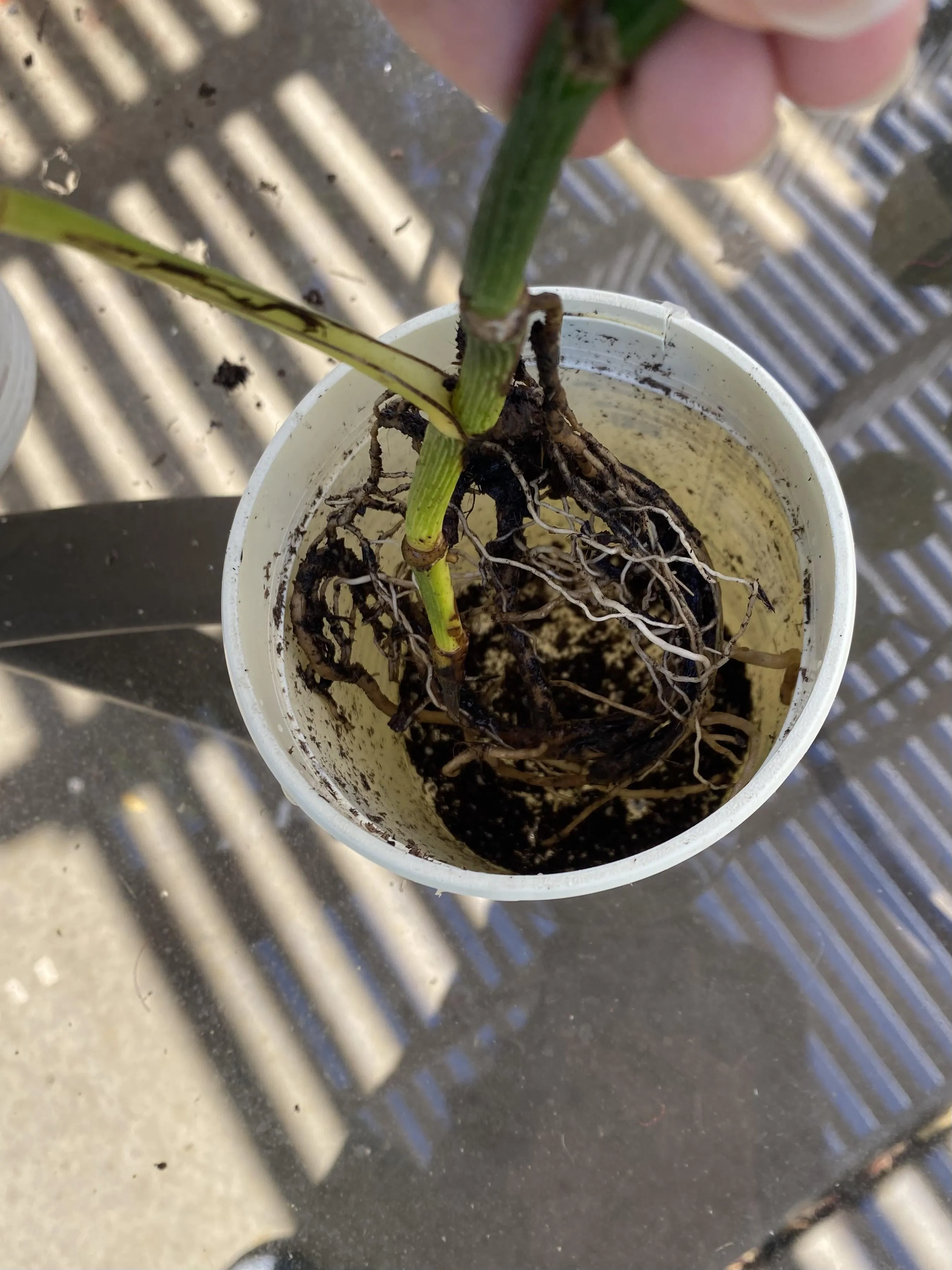 실내식물 초보 체크리스트 물주기 빛 습도 분갈이 한눈에 정리_1