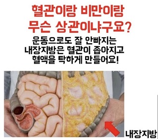 혈관과내장지방관계