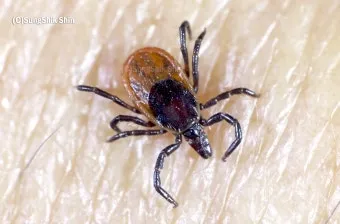 진드기 물린자국 대처법 참진드기 빨간 진드기 증상 확인_20