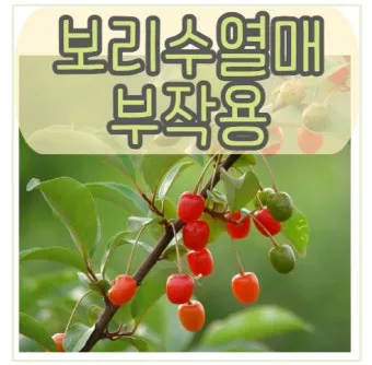 보리수 열매 부작용 증상 효능 관련 정보 총정리_12