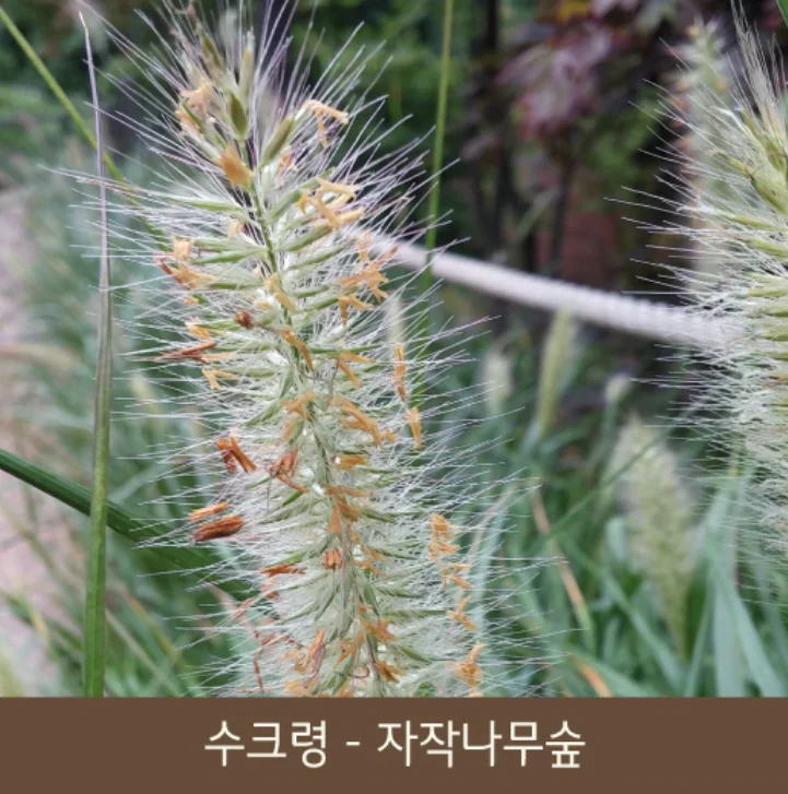 화담숲 예약, 가을 단풍축제