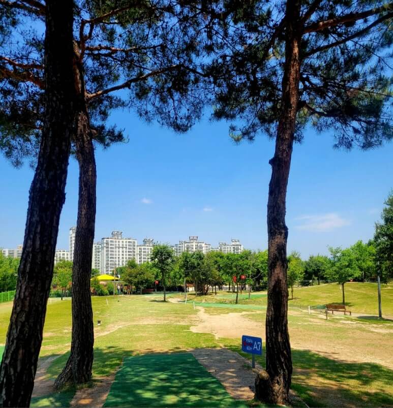 양주 나리공원 파크골프장 코스내 소나무들