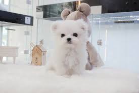 구글 말티즈 이미지 말티즈사진