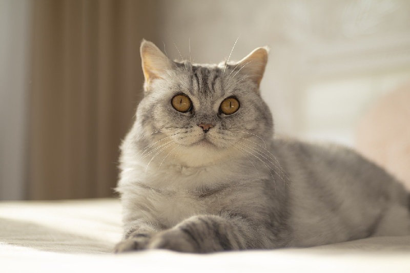 고양이&nbsp;임신&nbsp;초기&nbsp;증상:&nbsp;7가지&nbsp;핵심&nbsp;행동과&nbsp;몸의&nbsp;변화&nbsp;신호 확인법