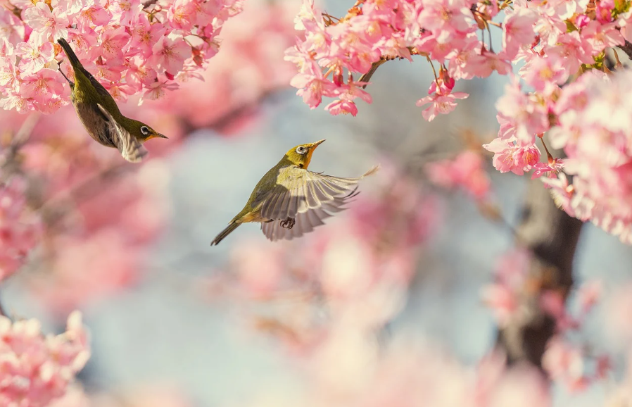 서울 vs. 부산 봄 나들이 비교: 벚꽃, 축제, 명소
