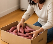 고구마 보관하는법